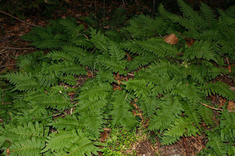 Polypodium cambricum (oppure no?)